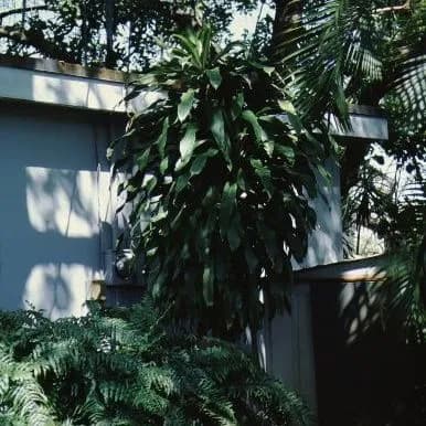 thumbnail for publication: Dracaena fragrans 'Massangeana' Corn Plant, Fragrant Dracaena