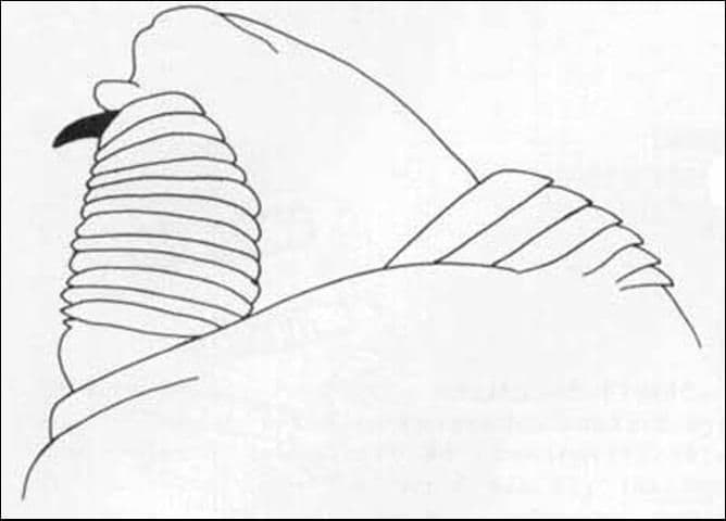 Figure 5. Buccal carinae of larva .