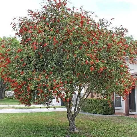 thumbnail for publication: Melaleuca viminalis: Weeping Bottlebrush