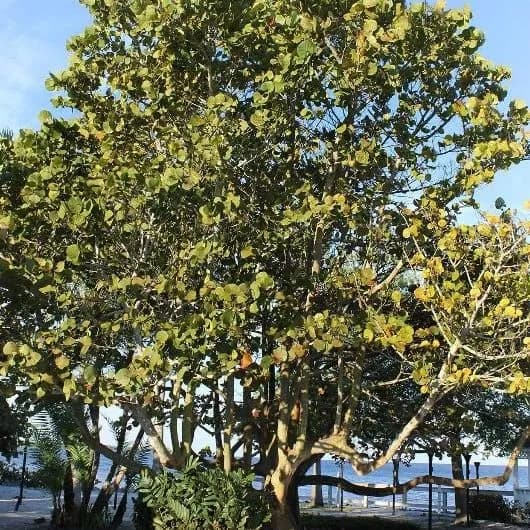 thumbnail for publication: Coccoloba uvifera: Seagrape
