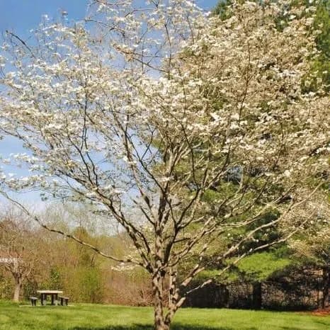 thumbnail for publication: Cornus florida: Flowering Dogwood
