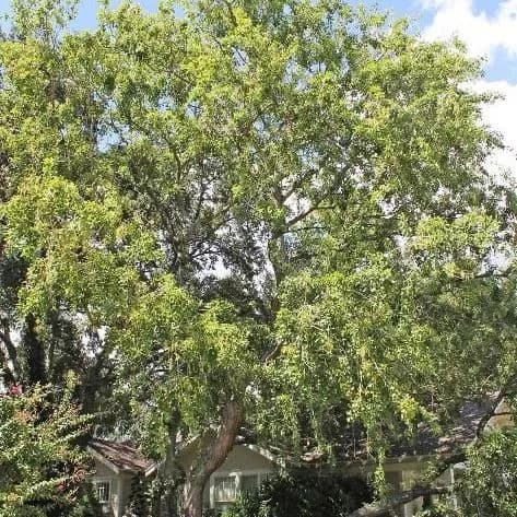 thumbnail for publication: Dalbergia sissoo: Indian Rosewood