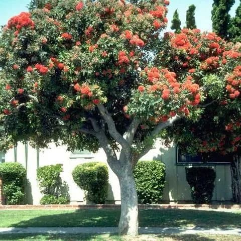 thumbnail for publication: Corymbia ficifolia: Red Flowering Gum