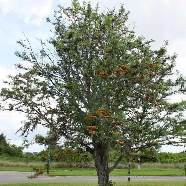 thumbnail for publication: Grevillea robusta: Silk-Oak