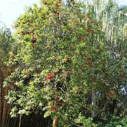 thumbnail for publication: Ilex cassine: Dahoon Holly