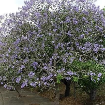 thumbnail for publication: Jacaranda mimosifolia: Jacaranda