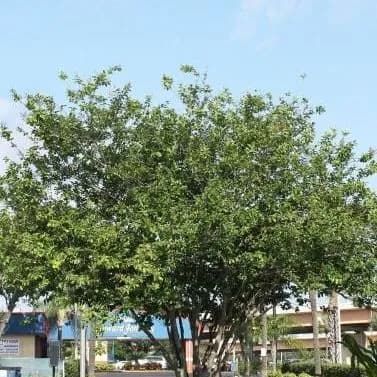 thumbnail for publication: Lagerstroemia indica: Crapemyrtle