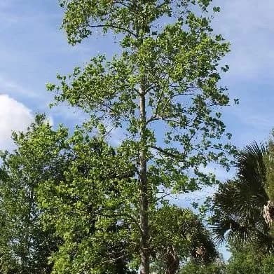 thumbnail for publication: Liriodendron tulipifera: Tuliptree