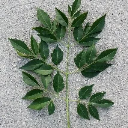 thumbnail for publication: Melia azedarach: Chinaberry