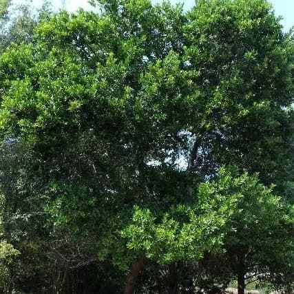 thumbnail for publication: Prunus caroliniana: Cherry-Laurel