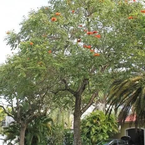 thumbnail for publication: Spathodea campanulata: African Tuliptree