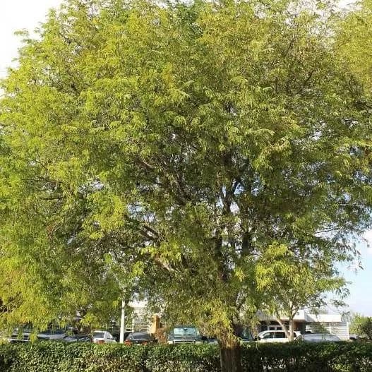 thumbnail for publication: Tamarindus indica: Tamarind
