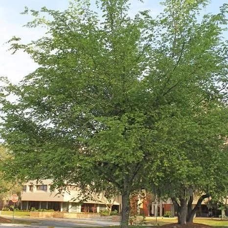 thumbnail for publication: Ulmus alata: Winged Elm
