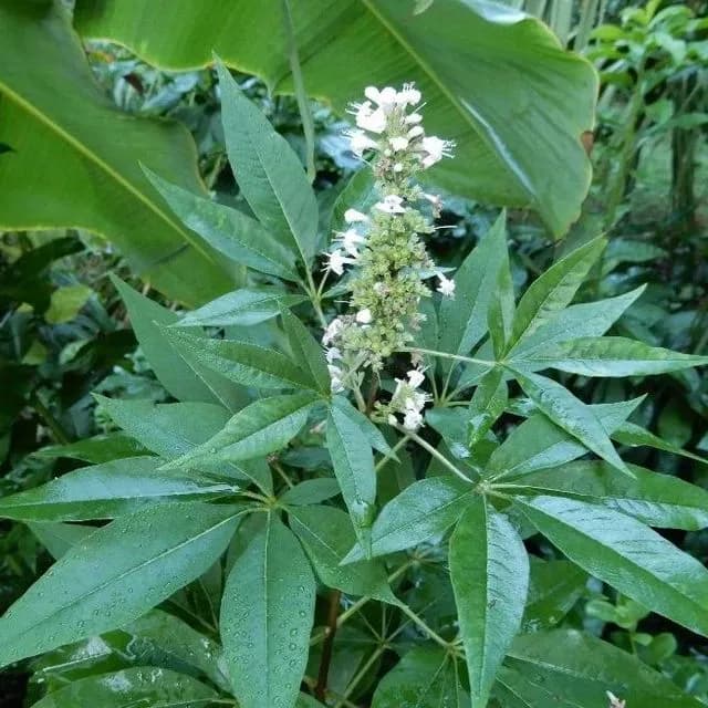 thumbnail for publication: Vitex agnus-castus 'Rosea': 'Rosea' Chastetree