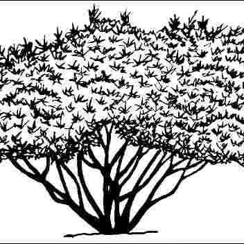 thumbnail for publication: Vitex agnus-castus 'Silver Spire': 'Silver Spire' Chastetree