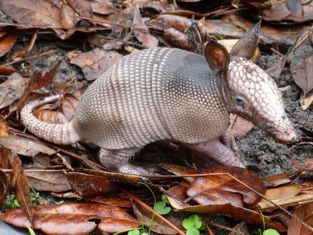 Figure 4. A juvenile nine-banded armadillo.