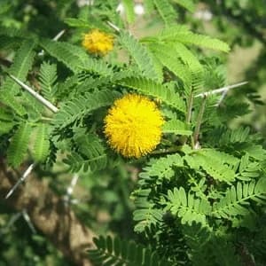 Acacia