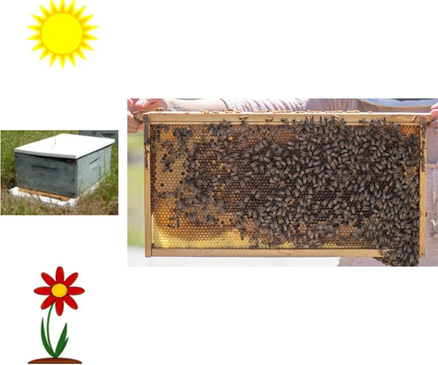 arranged images with bees on honeycomb on the right, on the left from top to bottom: sun, hive, flower.