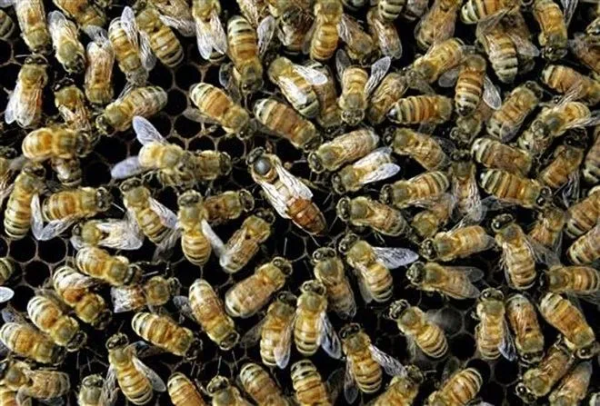 many bees, one in the middle is larger and darker in color.