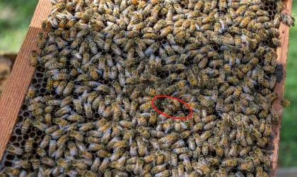 find the queen bee key