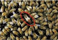 find the queen bee key