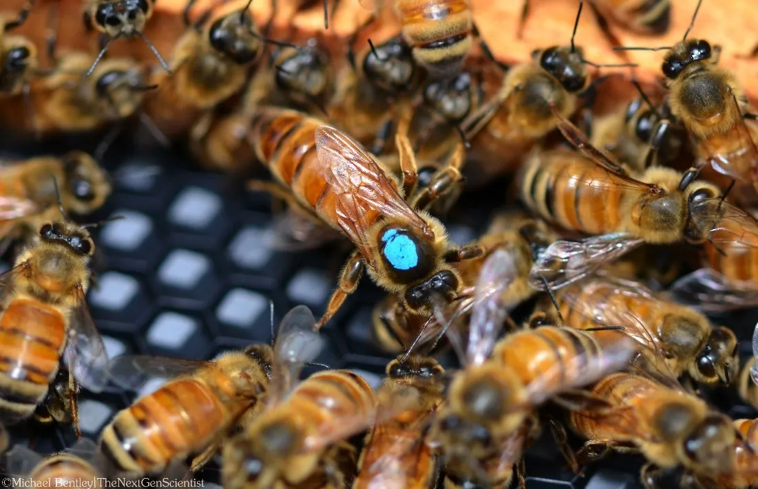 the queen in the center has an aqua dot on her.