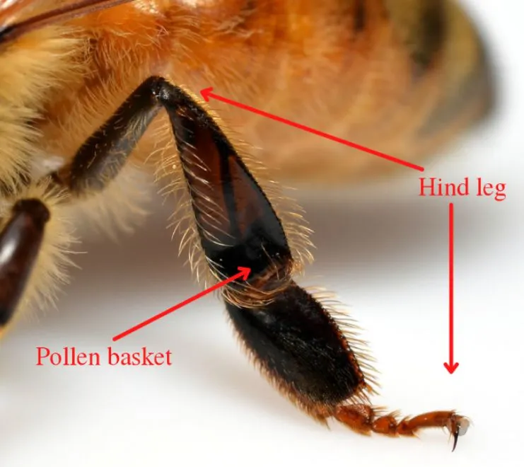 Arrow points to the hind leg and the pollen basket on the top of the upper segment