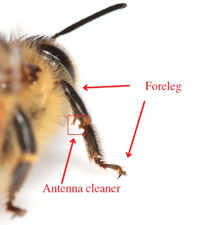Forleg is labeled, as well as Antenna cleaner on the under side of the middle joint.