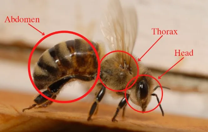 side view of a honey bee. Circled sections from left to right are Abdomen, Thorax, and Head