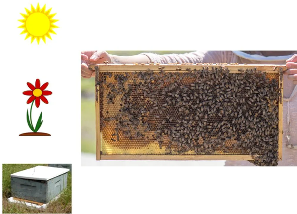 arranged images with bees on honeycomb on the right, on the left from top to bottom: sun, flower, hive.