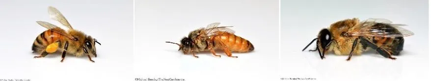 From left to right: Worker Bee, Queen Bee, Drone