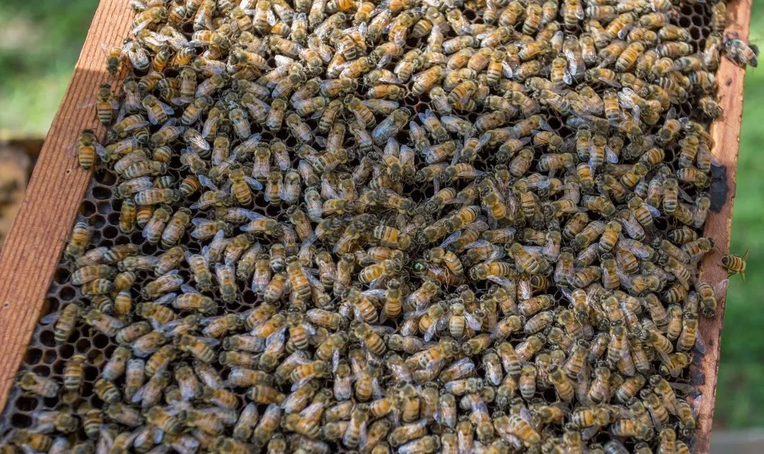 Even more bees in a hive.