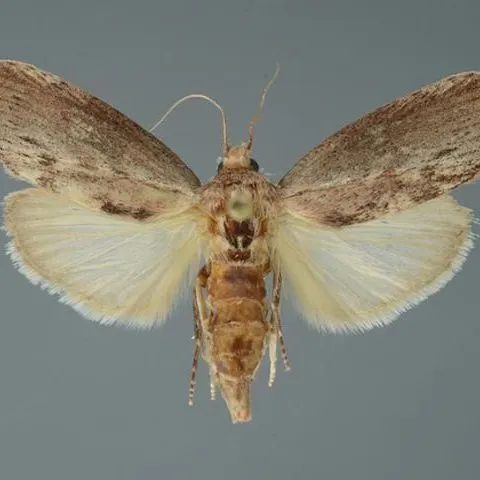 Ask IFAS: Topic - Moths