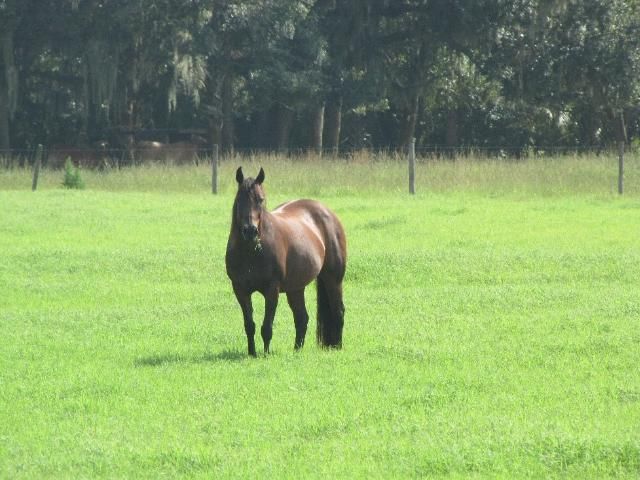 Figure 1. Horse grazing bermudagrass.