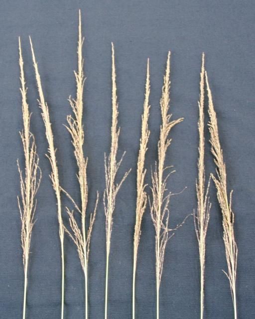 Figure 5. Giant smutgrass seedheads are open and generally not infested with the black smut fungus that typically infests small smutgrass.