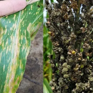 SS-AGR-461/AA269: Silage Crops for Dairy and Beef Cattle II: Sorghum ...