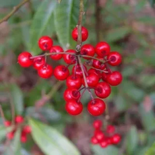 SS AGR 276/AG281: Identification and Control of Coral Ardisia (Ardisia ...