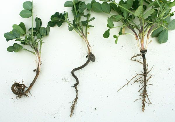 Figure 17. Dual injury: Severe injury (left), slight injury (middle), and no injury (right).