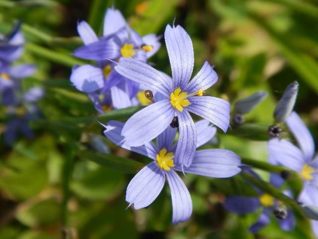 Figure 2. Blue-eyed grass inflorescence.