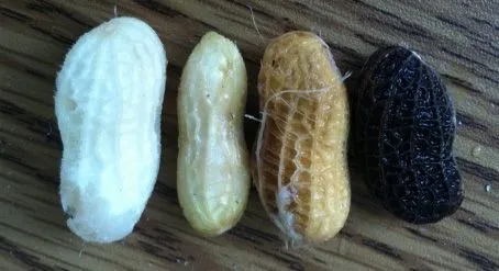 Photograph showing four peanut shells in different colors and textures, arranged in a row on a wooden surface. The shells range from white and pale yellow to brown and dark black, highlighting variations in peanut shell appearance.