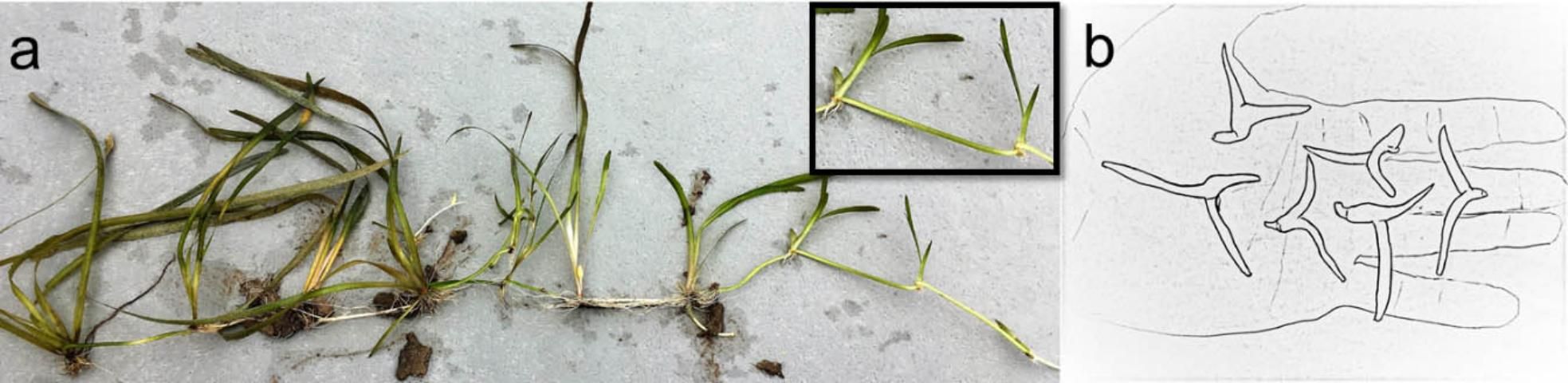 Figure 3. a) Tapegrass (Vallisneria americana) from the southern region can produce runners. b) Northern tapegrass can produce both runners and winter buds.