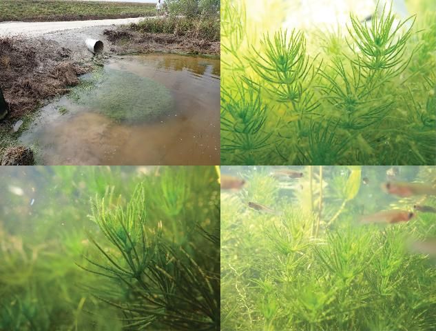 Figure 1. Images of Chara in the field, including large beds that create underwater habitats for aquatic life.