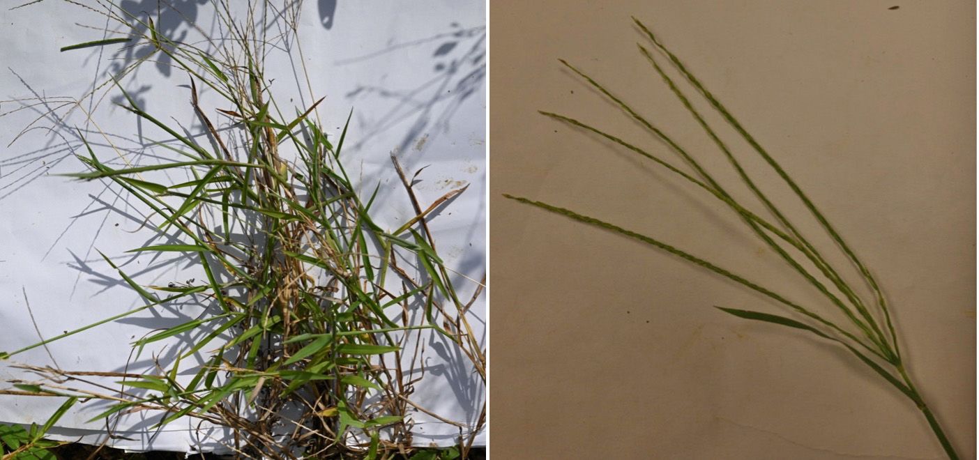 Southern crabgrass (Digitaria ciliaris). 