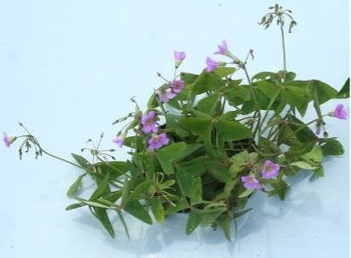 Broadleaf woodsorrel (Oxalis latifolia). 