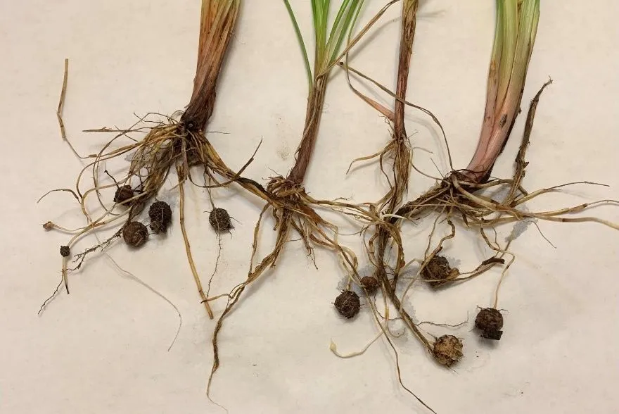 Closeup of yellow nutsedge tubers.