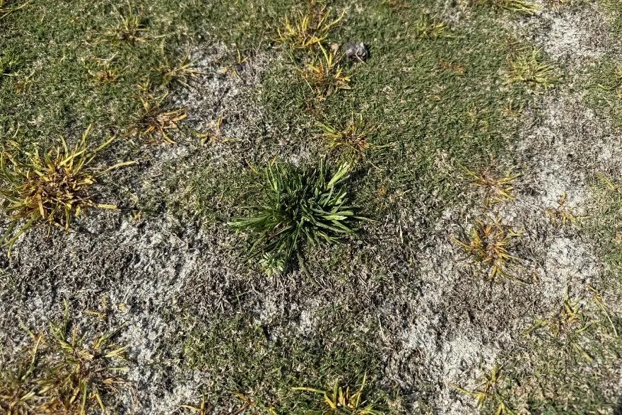 One surviving annual bluegrass plant surrounded by dead annual bluegrass plants.