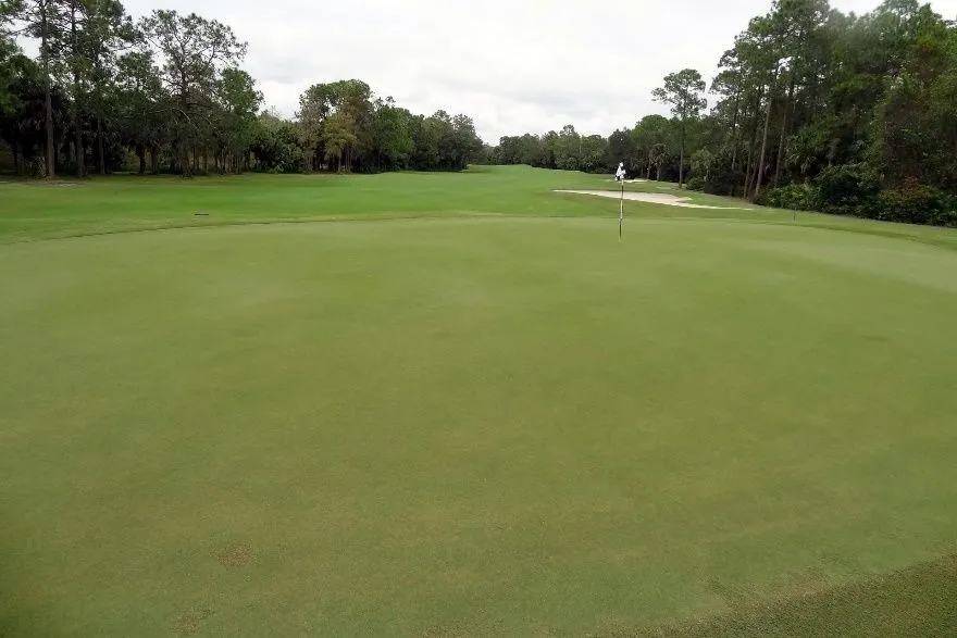 Putting green de un campo de golf con césped bermuda híbrido.