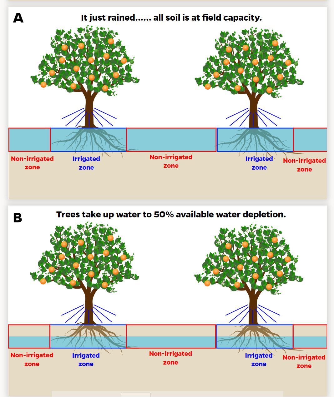 Graphic shows (A) soil saturation with both irrigated and non irrigated zones full from citrus tree root level up to the surface and (B) later the water levels go down, showing halfway full for both areas.