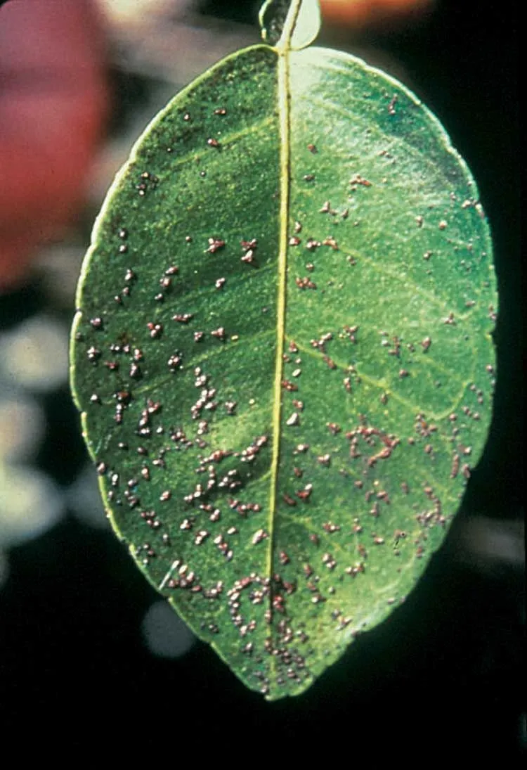 A close up photo of a leaf showing the symptoms described in nearby text.