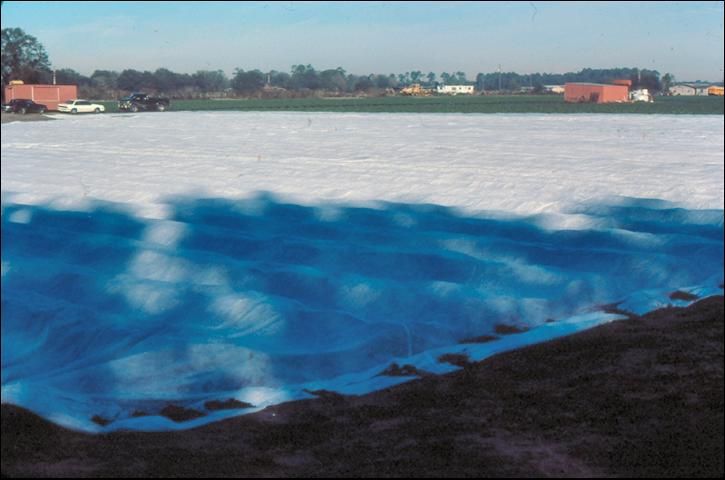 Figure 4. Multi-row floating row cover made of polypropylene used on strawberry in Central Florida.